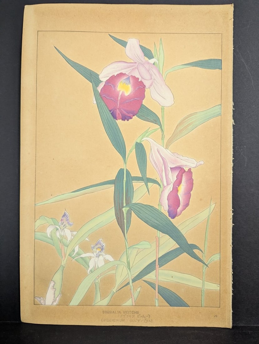 Japanese Woodblock Print by Rakuzan Tsuchiya - Sobralia Veitchii & Epidendrum: **Important** Please read below description on how to avoid high shipping costs. This exquisite Japanese Woodblock Print, titled 'Sobralia Veitchii & Epidendrum', is by the celebrated shin-hanga