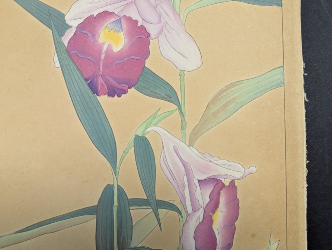 Japanese Woodblock Print by Rakuzan Tsuchiya - Sobralia Veitchii & Epidendrum - 3