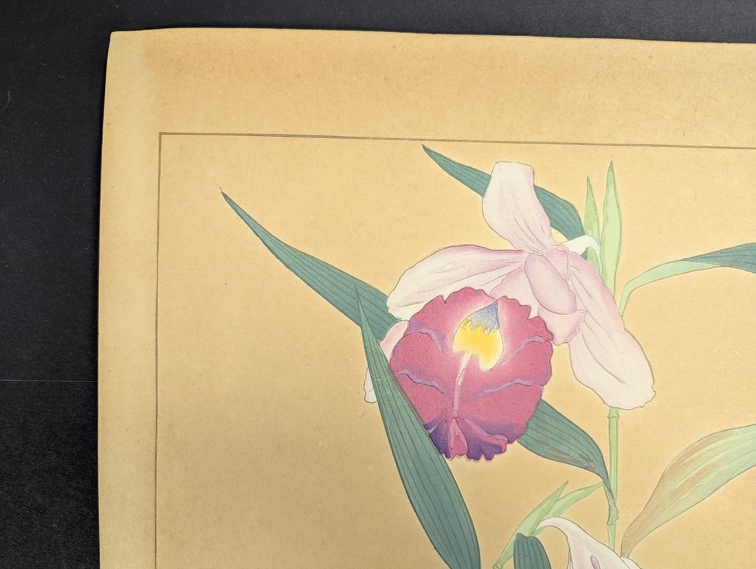 Japanese Woodblock Print by Rakuzan Tsuchiya - Sobralia Veitchii & Epidendrum - 4