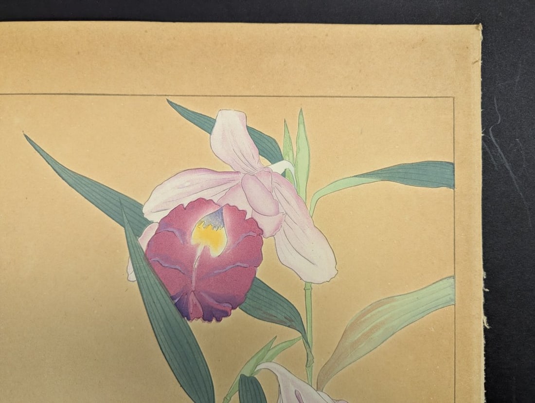 Japanese Woodblock Print by Rakuzan Tsuchiya - Sobralia Veitchii & Epidendrum - 5