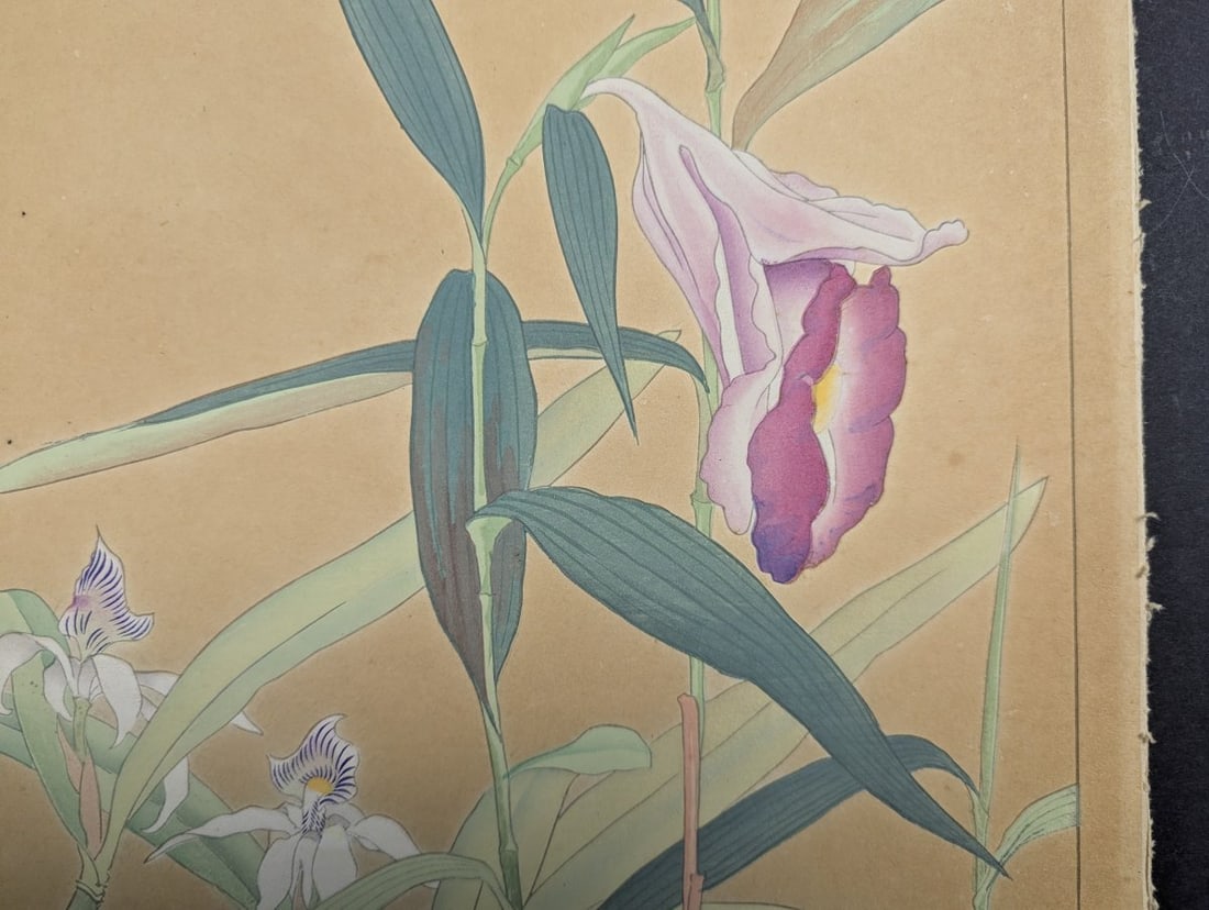 Japanese Woodblock Print by Rakuzan Tsuchiya - Sobralia Veitchii & Epidendrum - 8