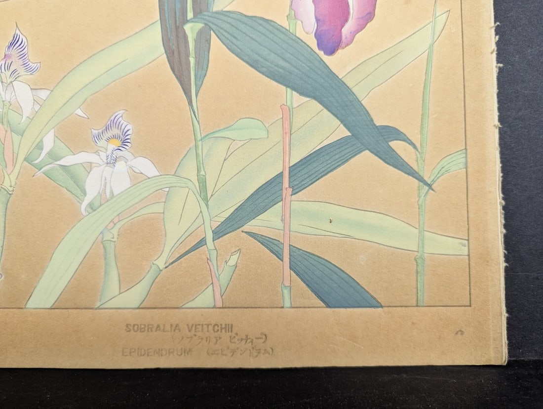 Japanese Woodblock Print by Rakuzan Tsuchiya - Sobralia Veitchii & Epidendrum - 9