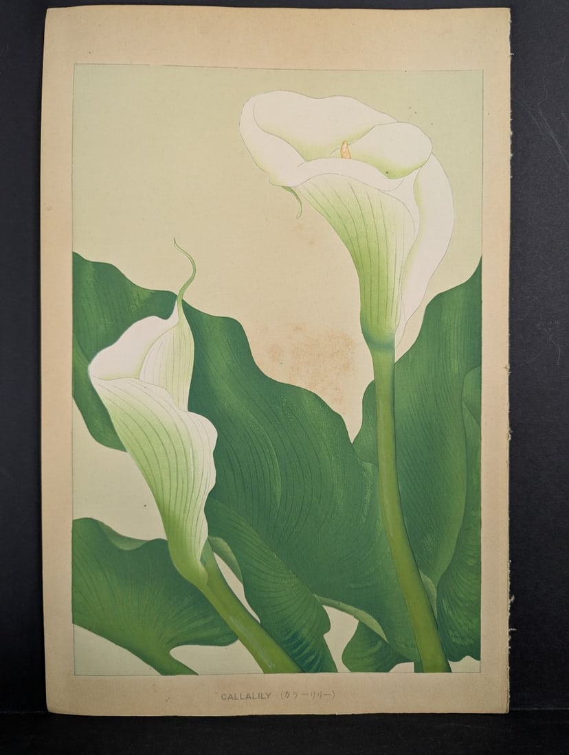 Japanese Woodblock Print Callalily by Rakuzan Tsuchiya: **Important** Please read below description on how to avoid high shipping costs. This beautiful Japanese woodblock print, 'Callalily' by Rakuzan Tsuchiya, boasts vibrant colors despite significant