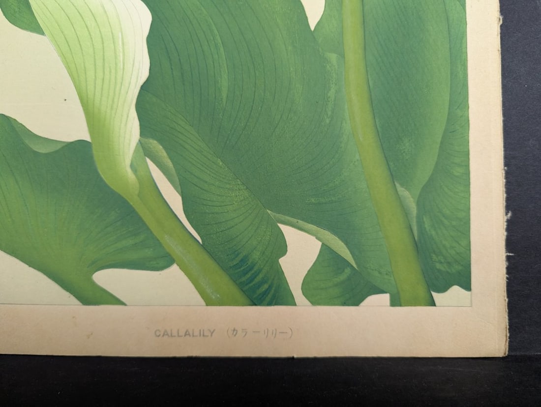 Japanese Woodblock Print Callalily by Rakuzan Tsuchiya - 7