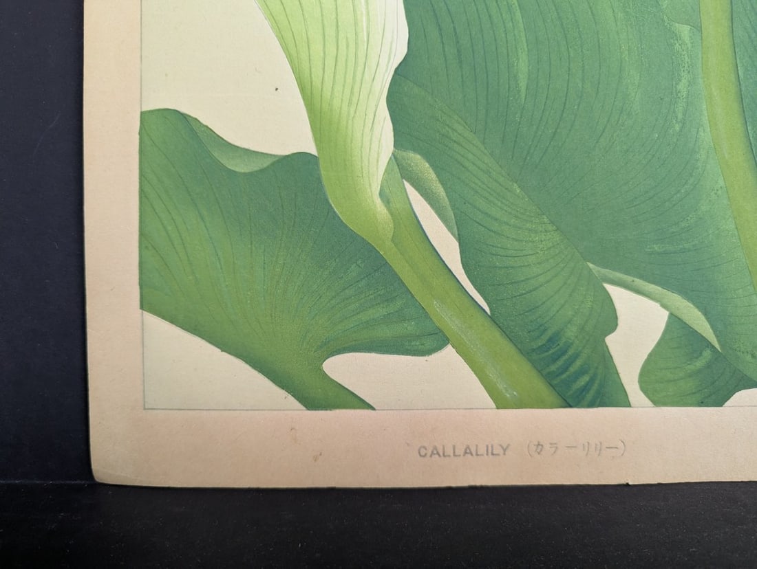Japanese Woodblock Print Callalily by Rakuzan Tsuchiya - 9