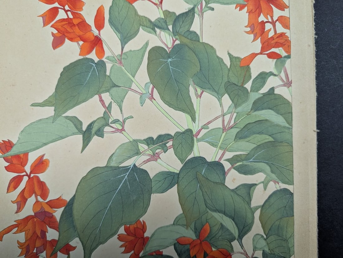Rakuzan Tsuchiya Japanese Woodblock Print Salvia Botanical Art - 10