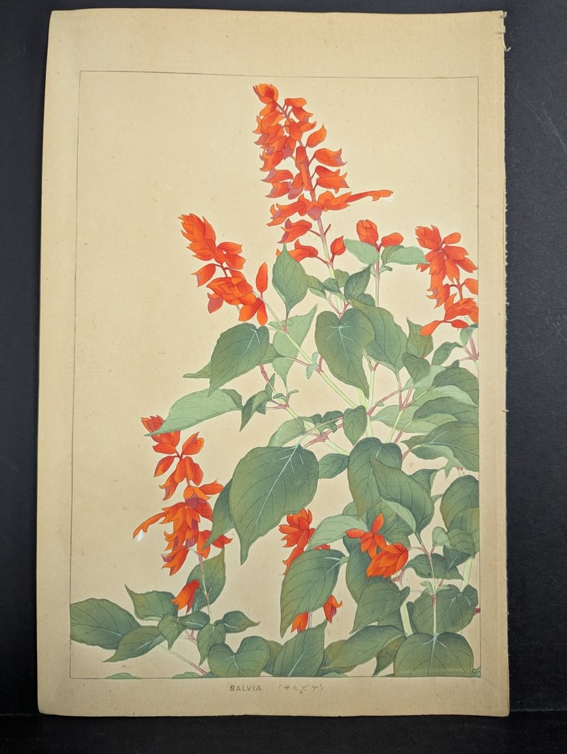 Rakuzan Tsuchiya Japanese Woodblock Print Salvia Botanical Art: **Important** Please read below description on how to avoid high shipping costs. This Japanese Woodblock Print by Rakuzan Tsuchiya depicts the beautiful Salvia plant. The print measures 11 1/2 x 17