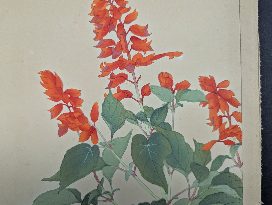 Rakuzan Tsuchiya Japanese Woodblock Print Salvia Botanical Art - 2