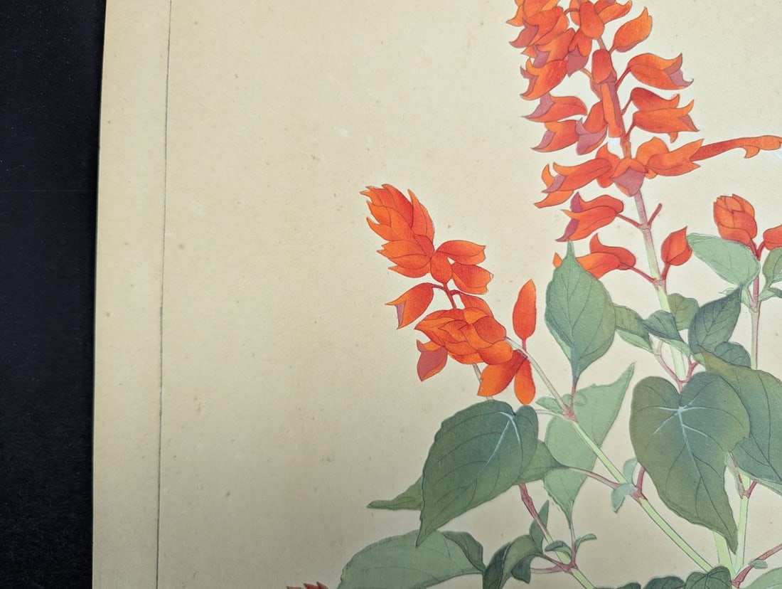 Rakuzan Tsuchiya Japanese Woodblock Print Salvia Botanical Art - 3
