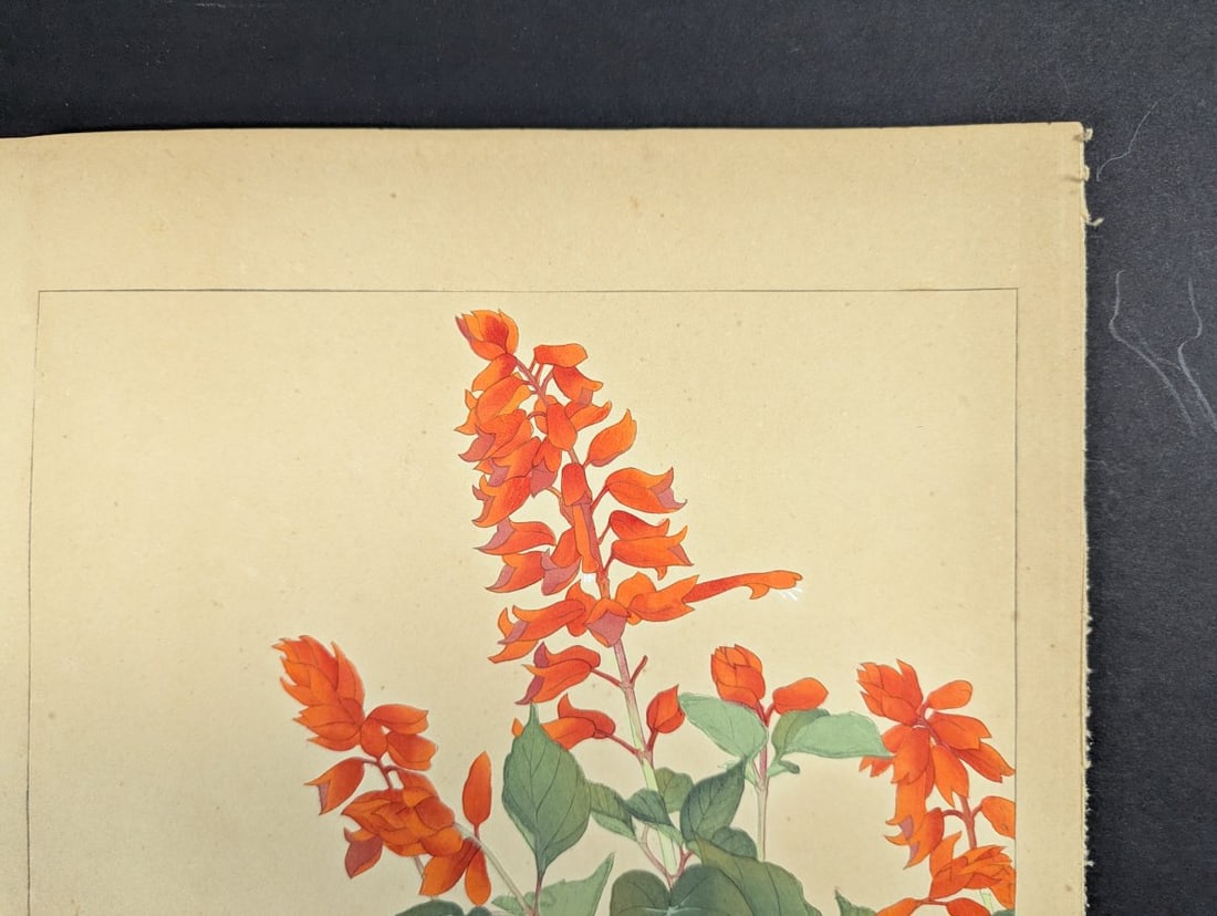 Rakuzan Tsuchiya Japanese Woodblock Print Salvia Botanical Art - 5