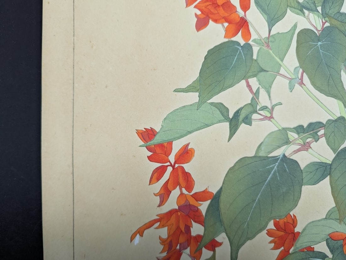 Rakuzan Tsuchiya Japanese Woodblock Print Salvia Botanical Art - 6