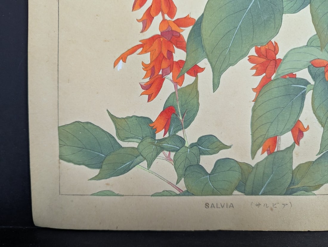 Rakuzan Tsuchiya Japanese Woodblock Print Salvia Botanical Art - 8