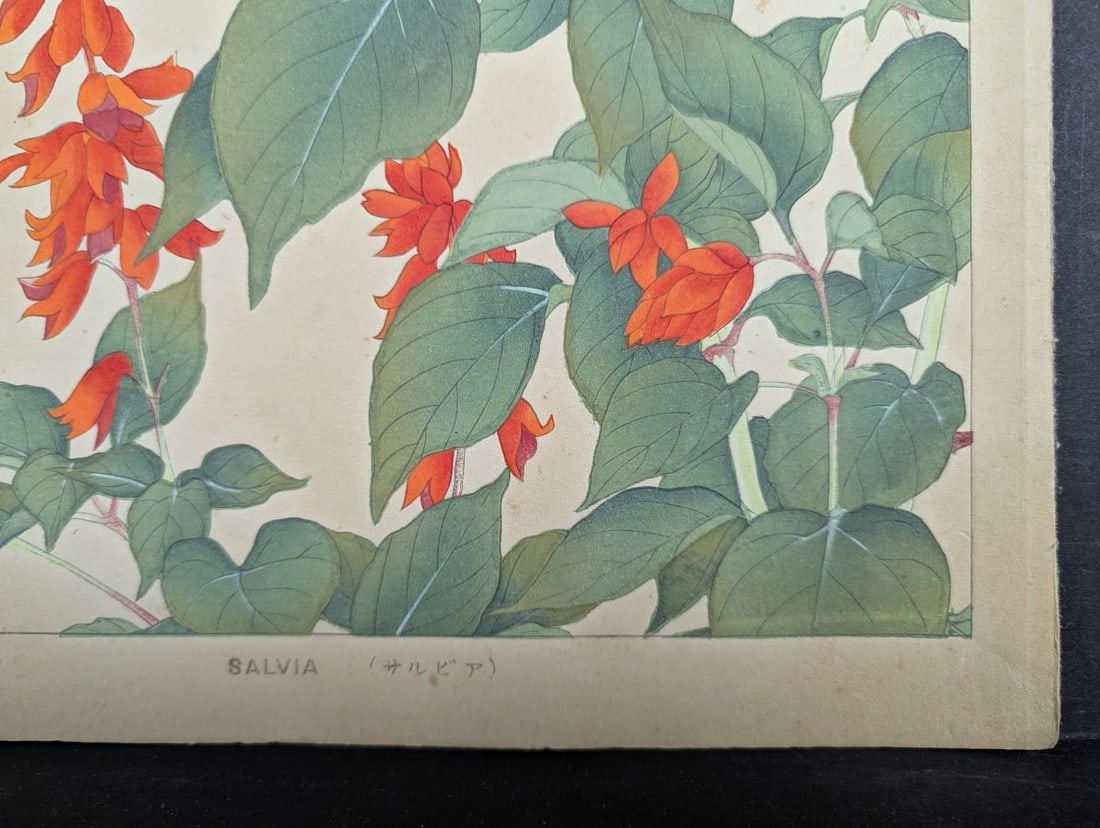 Rakuzan Tsuchiya Japanese Woodblock Print Salvia Botanical Art - 9