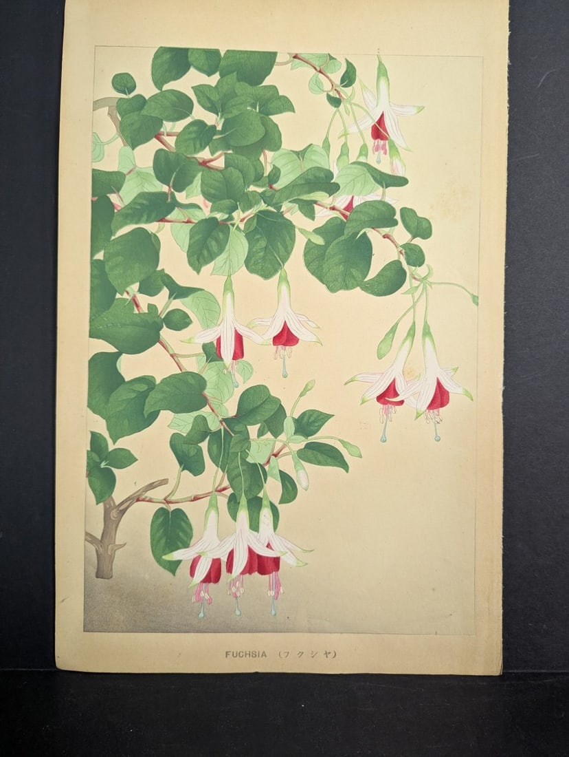 Japanese Woodblock Print Fuchsia By Rakuzan Nakayama Beautiful Artwork: **Important** Please read below description on how to avoid high shipping costs. This stunning Japanese woodblock print titled 'Fuchsia' (ãƒ•ã‚¯ã‚·ã