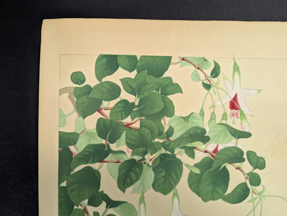 Japanese Woodblock Print Fuchsia By Rakuzan Nakayama Beautiful Artwork - 2