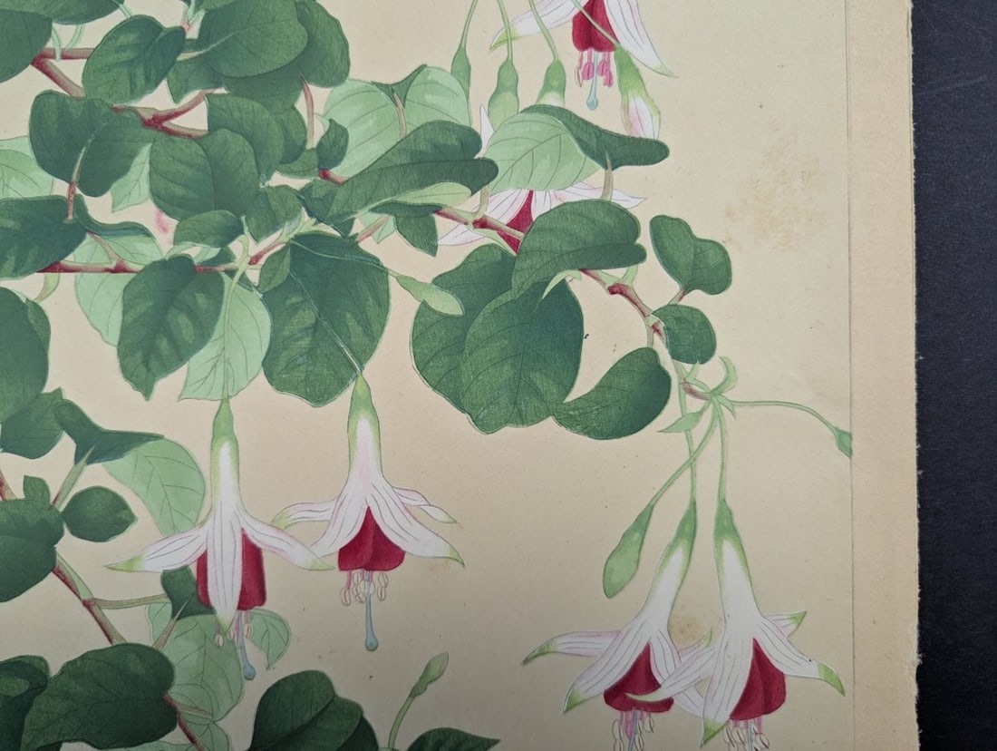 Japanese Woodblock Print Fuchsia By Rakuzan Nakayama Beautiful Artwork - 4