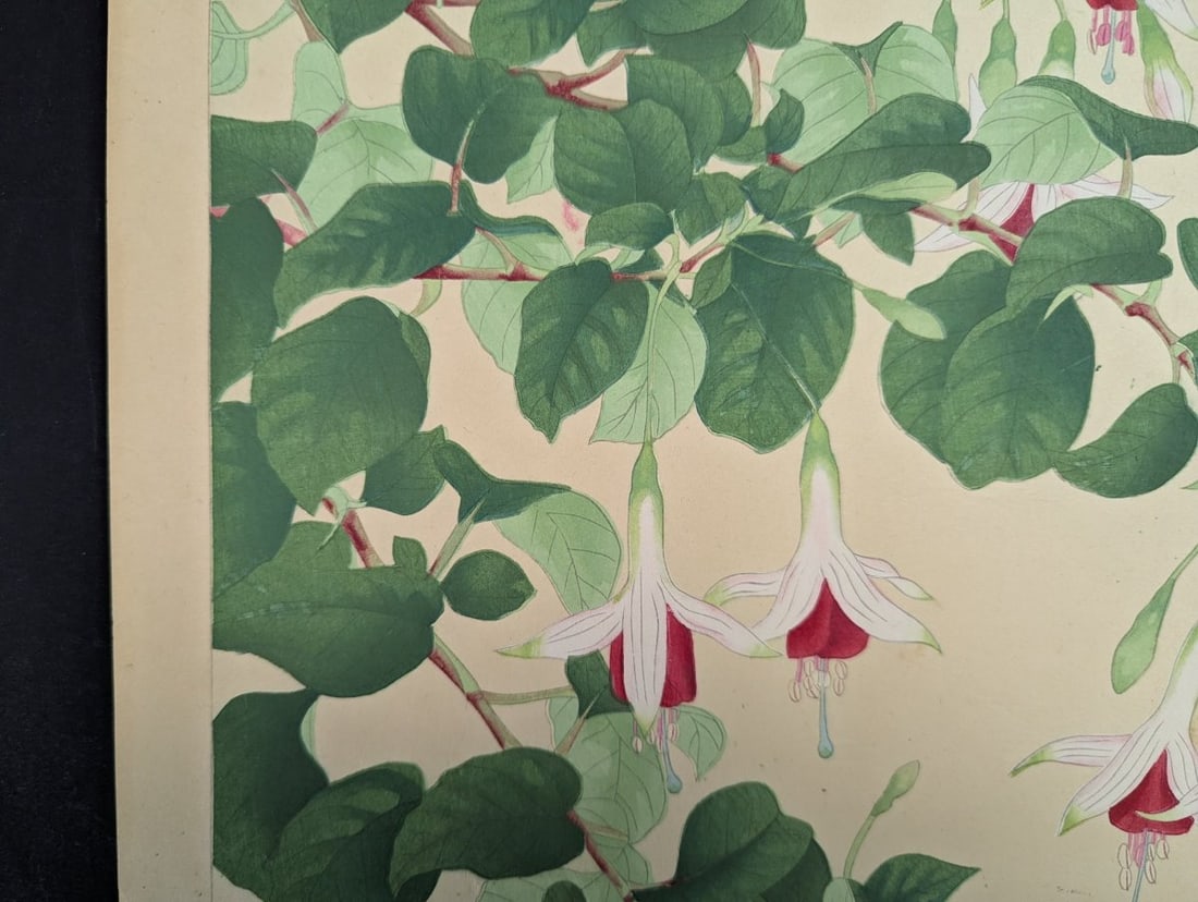 Japanese Woodblock Print Fuchsia By Rakuzan Nakayama Beautiful Artwork - 5