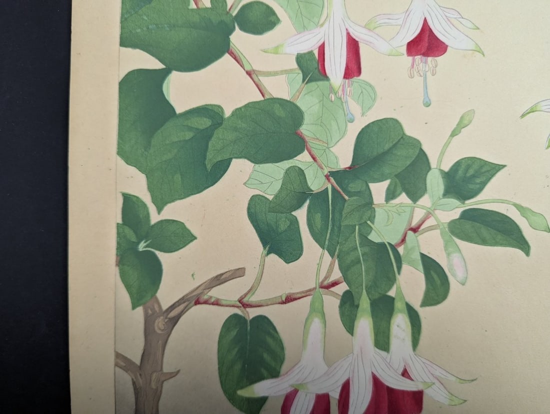 Japanese Woodblock Print Fuchsia By Rakuzan Nakayama Beautiful Artwork - 6