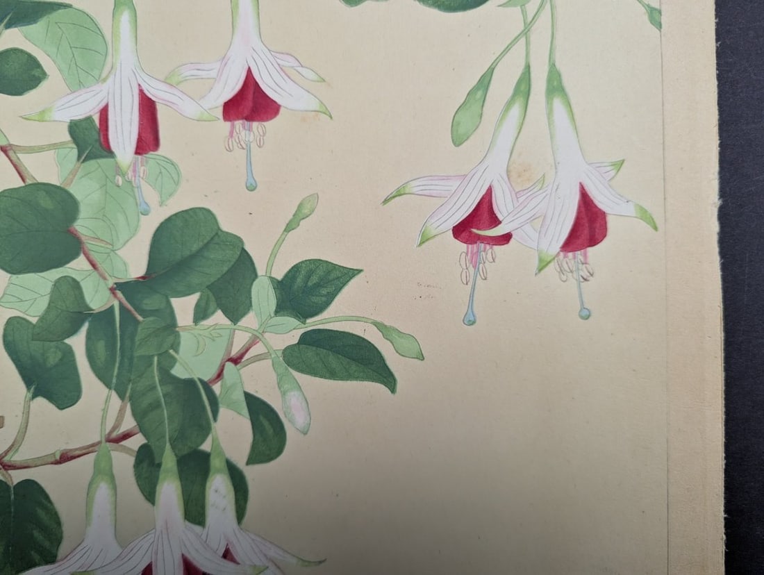Japanese Woodblock Print Fuchsia By Rakuzan Nakayama Beautiful Artwork - 7