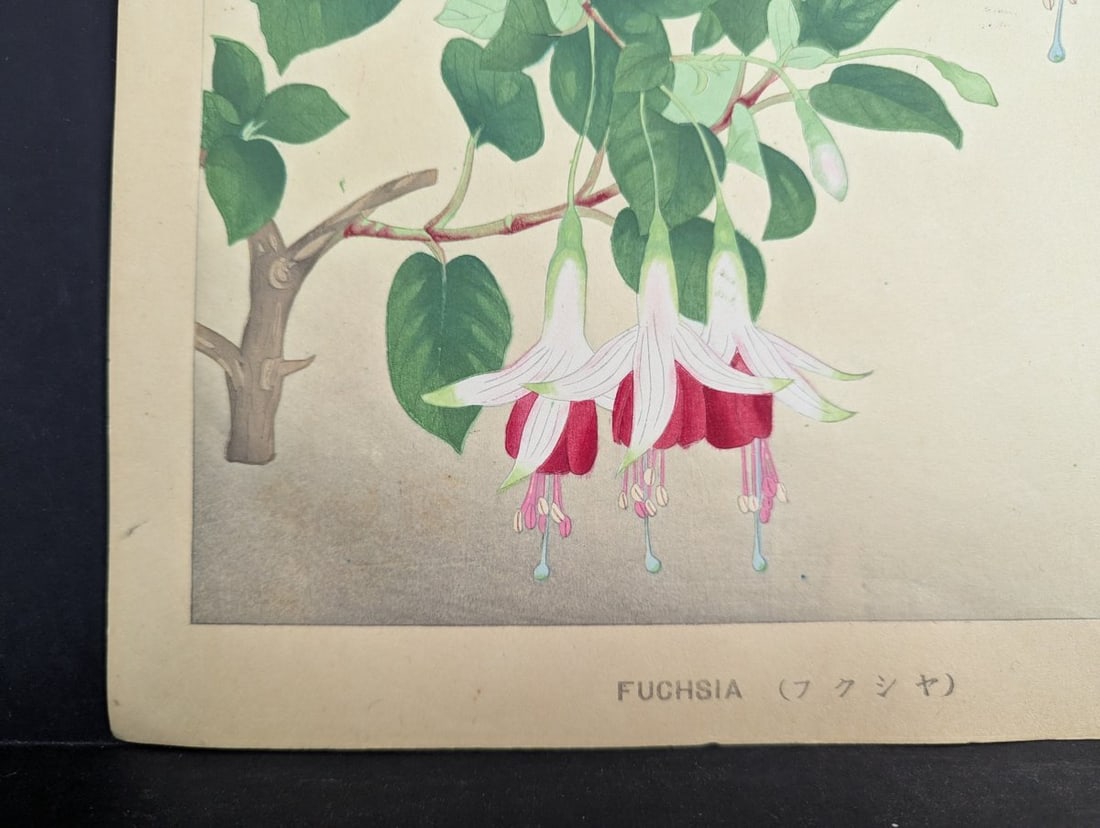 Japanese Woodblock Print Fuchsia By Rakuzan Nakayama Beautiful Artwork - 8