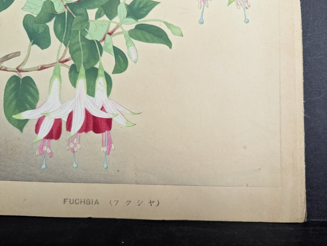 Japanese Woodblock Print Fuchsia By Rakuzan Nakayama Beautiful Artwork - 9