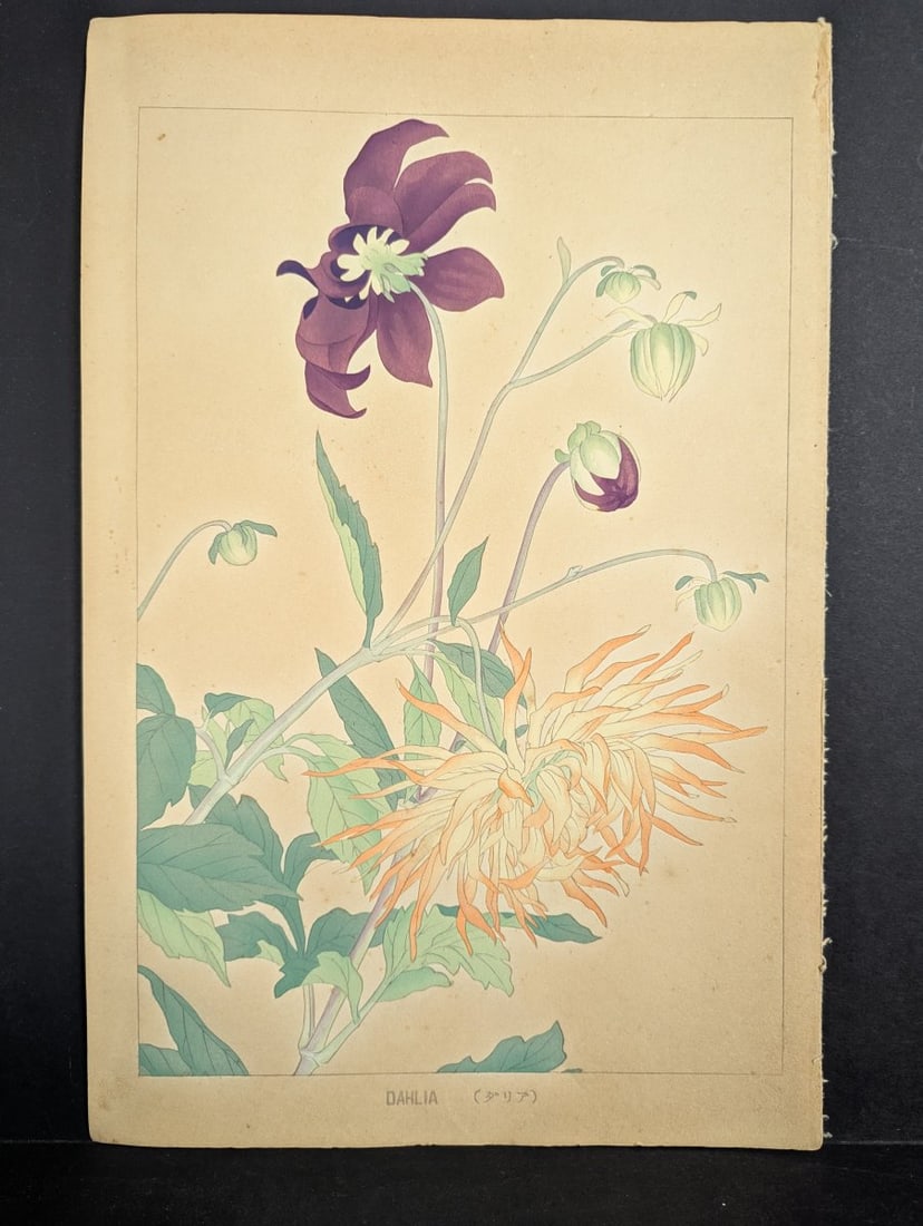 Rakuzan Tsuchiya Dahlia Japanese Woodblock Print by Renowned Artist: **Important** Please read below description on how to avoid high shipping costs. This exquisite Japanese woodblock print features a stunning depiction of dahlias by the noted artist Rakuzan Tsuchiya, 