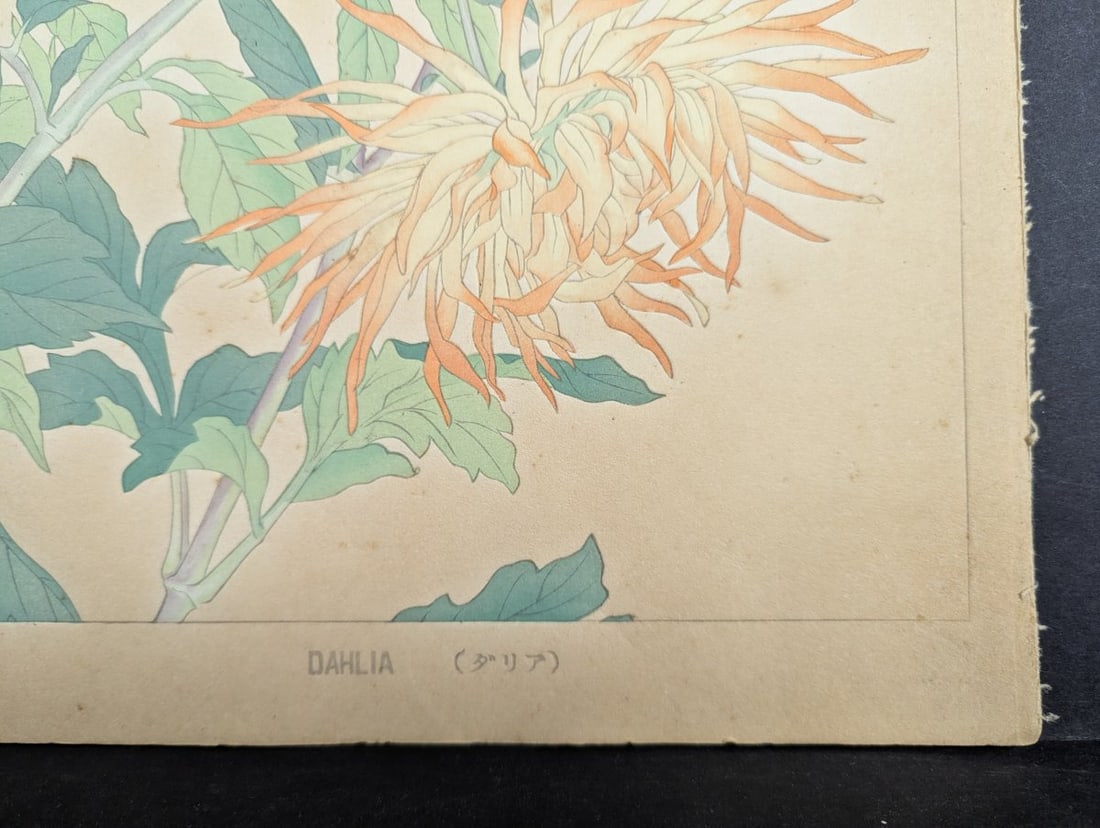 Rakuzan Tsuchiya Dahlia Japanese Woodblock Print by Renowned Artist - 8