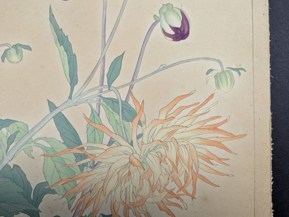 Rakuzan Tsuchiya Dahlia Japanese Woodblock Print by Renowned Artist - 9