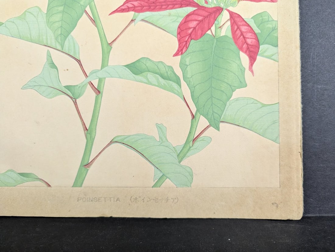 Rakuzan Tsuchiya Japanese Woodblock Print Poinsettia Flower Art - 10