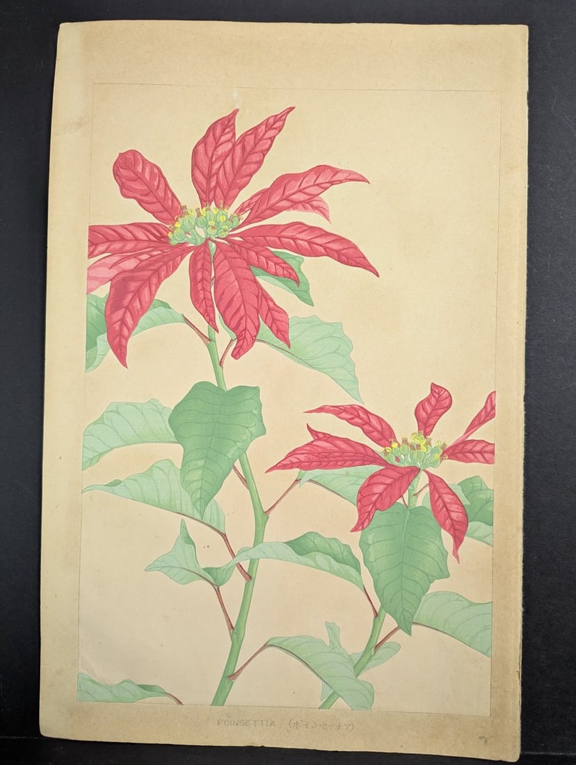 Rakuzan Tsuchiya Japanese Woodblock Print Poinsettia Flower Art: **Important** Please read below description on how to avoid high shipping costs. Presenting a beautiful Japanese woodblock print featuring a Poinsettia by Rakuzan Tsuchiya. This piece showcases