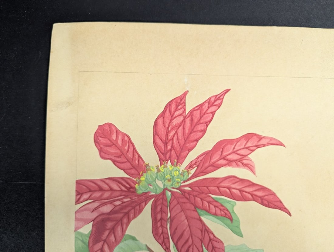 Rakuzan Tsuchiya Japanese Woodblock Print Poinsettia Flower Art - 2