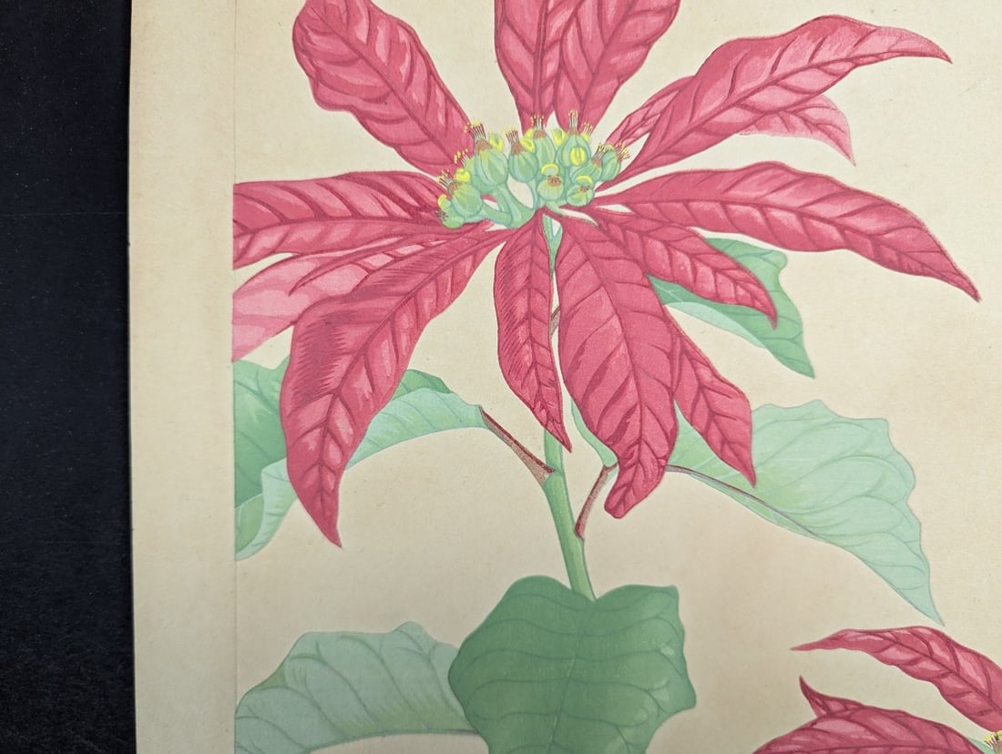 Rakuzan Tsuchiya Japanese Woodblock Print Poinsettia Flower Art - 3
