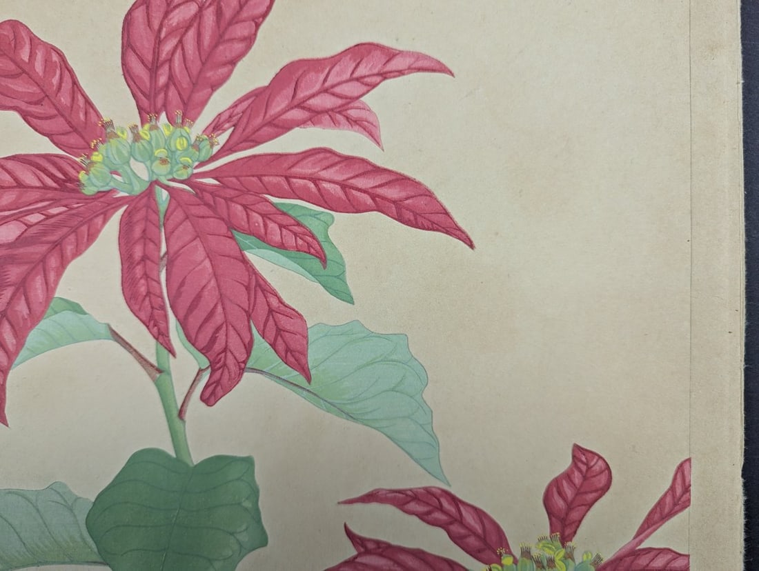 Rakuzan Tsuchiya Japanese Woodblock Print Poinsettia Flower Art - 4