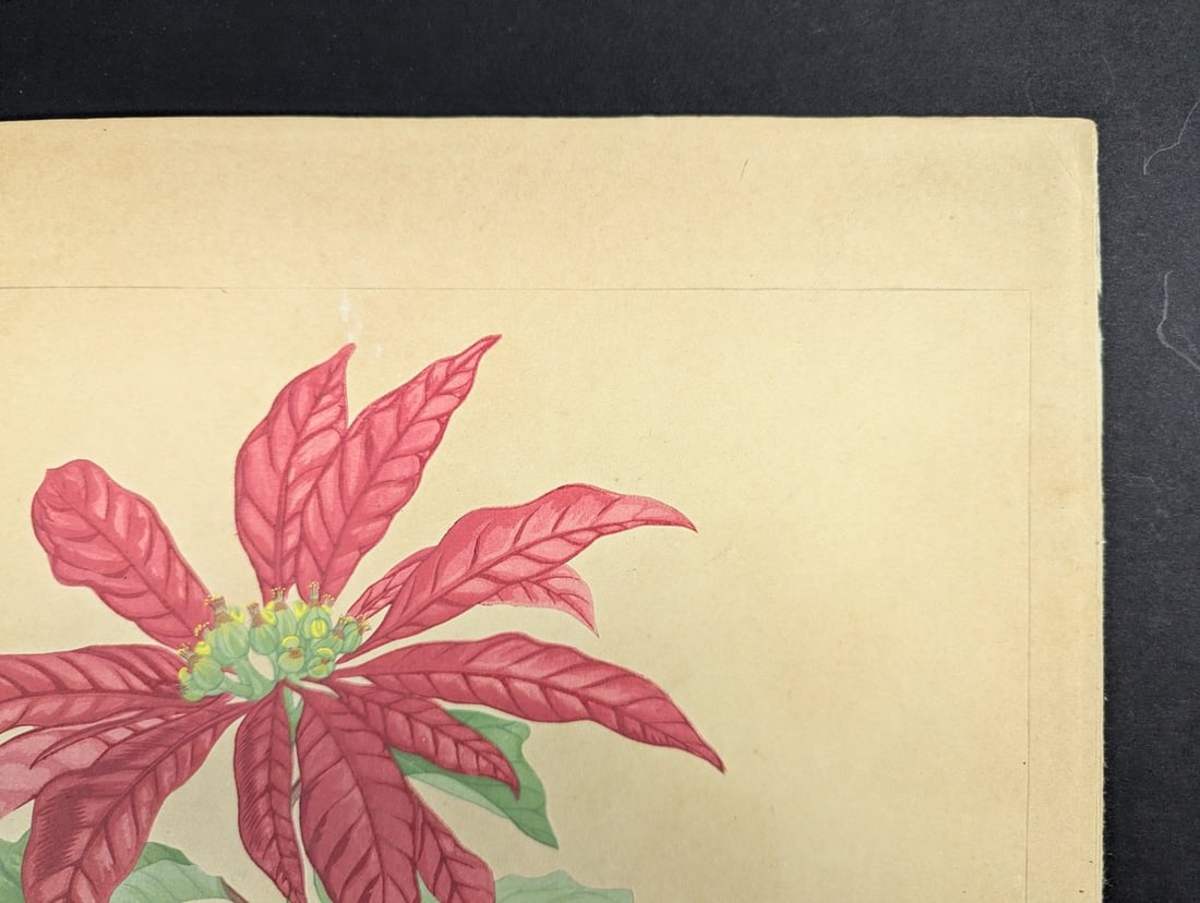 Rakuzan Tsuchiya Japanese Woodblock Print Poinsettia Flower Art - 5