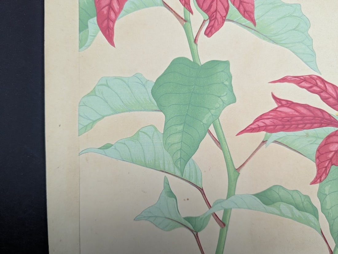 Rakuzan Tsuchiya Japanese Woodblock Print Poinsettia Flower Art - 6