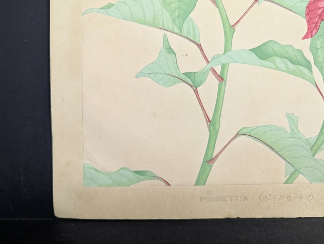 Rakuzan Tsuchiya Japanese Woodblock Print Poinsettia Flower Art - 7