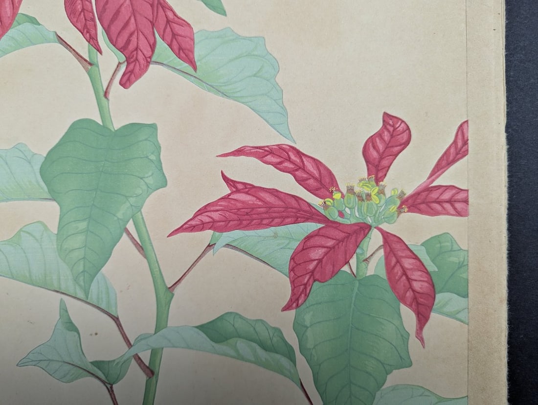 Rakuzan Tsuchiya Japanese Woodblock Print Poinsettia Flower Art - 9