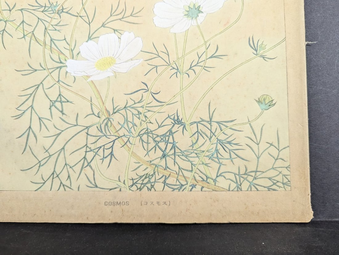 Rakuzan Tsuchiya 'Cosmos' Japanese Woodblock Print - Iconic Shin-hanga Flower Art - 10