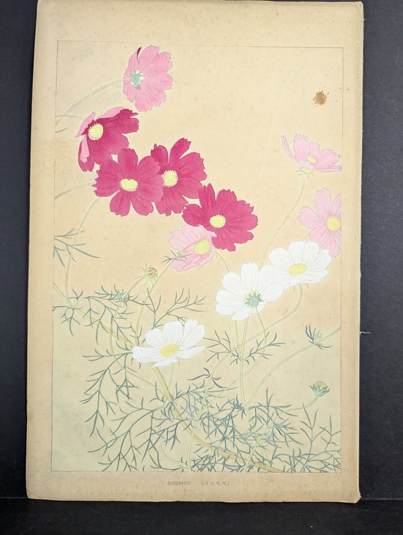 Rakuzan Tsuchiya 'Cosmos' Japanese Woodblock Print - Iconic Shin-hanga Flower Art: **Important** Please read below description on how to avoid high shipping costs. This original Japanese woodblock print by renowned artist Rakuzan Tsuchiya showcases the stunning beauty of 'Cosmos'