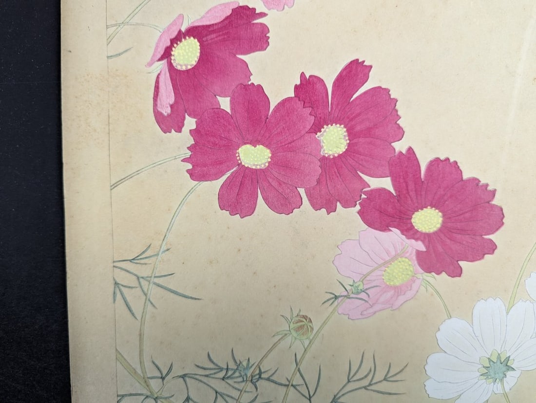 Rakuzan Tsuchiya 'Cosmos' Japanese Woodblock Print - Iconic Shin-hanga Flower Art - 2