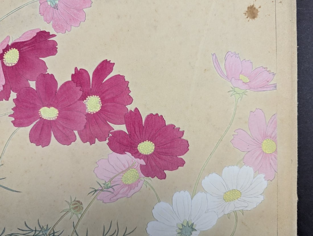 Rakuzan Tsuchiya 'Cosmos' Japanese Woodblock Print - Iconic Shin-hanga Flower Art - 4