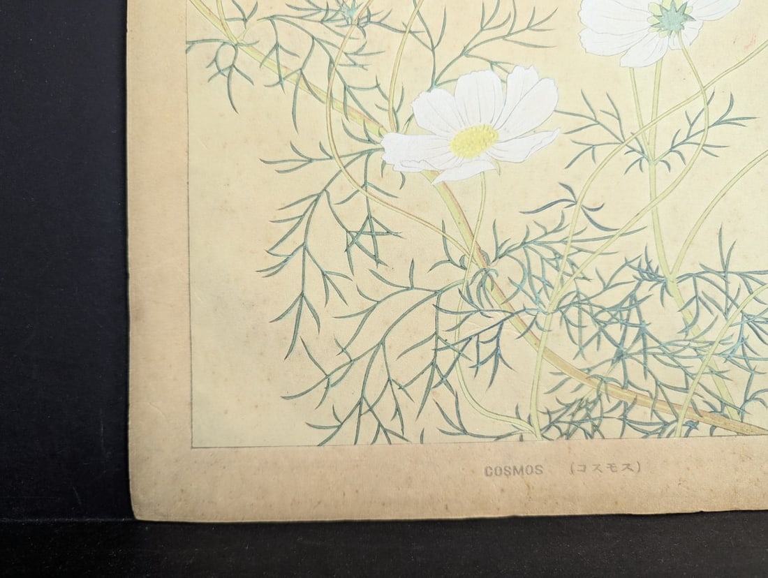 Rakuzan Tsuchiya 'Cosmos' Japanese Woodblock Print - Iconic Shin-hanga Flower Art - 8