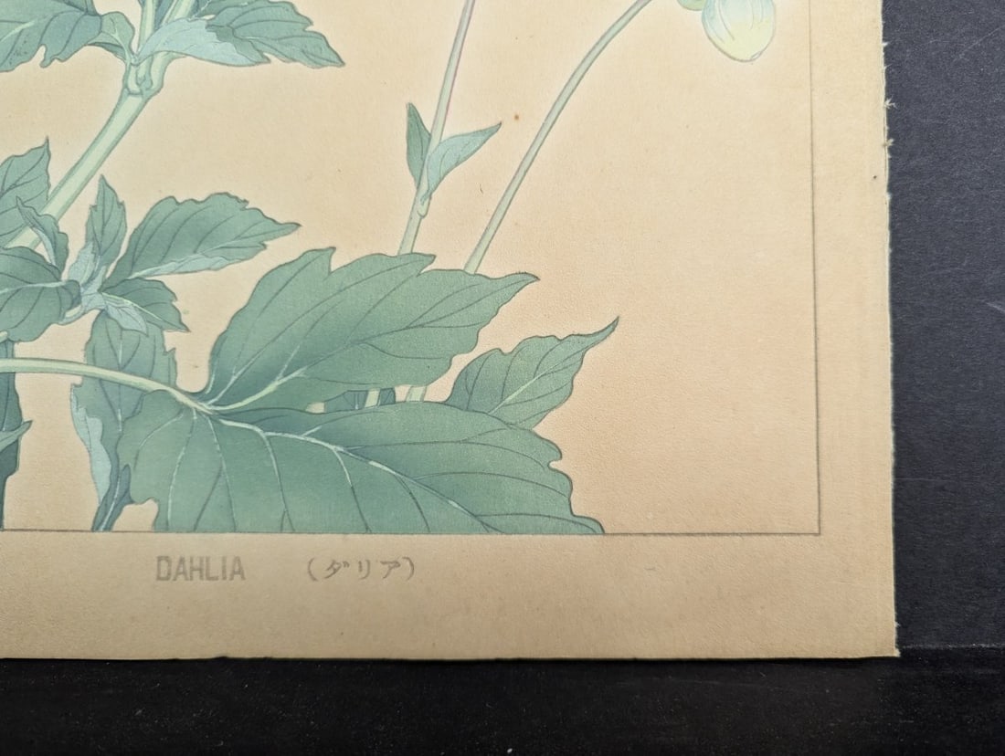 Rakuzan Tsuchiya Dahlia Japanese Woodblock Print - 10