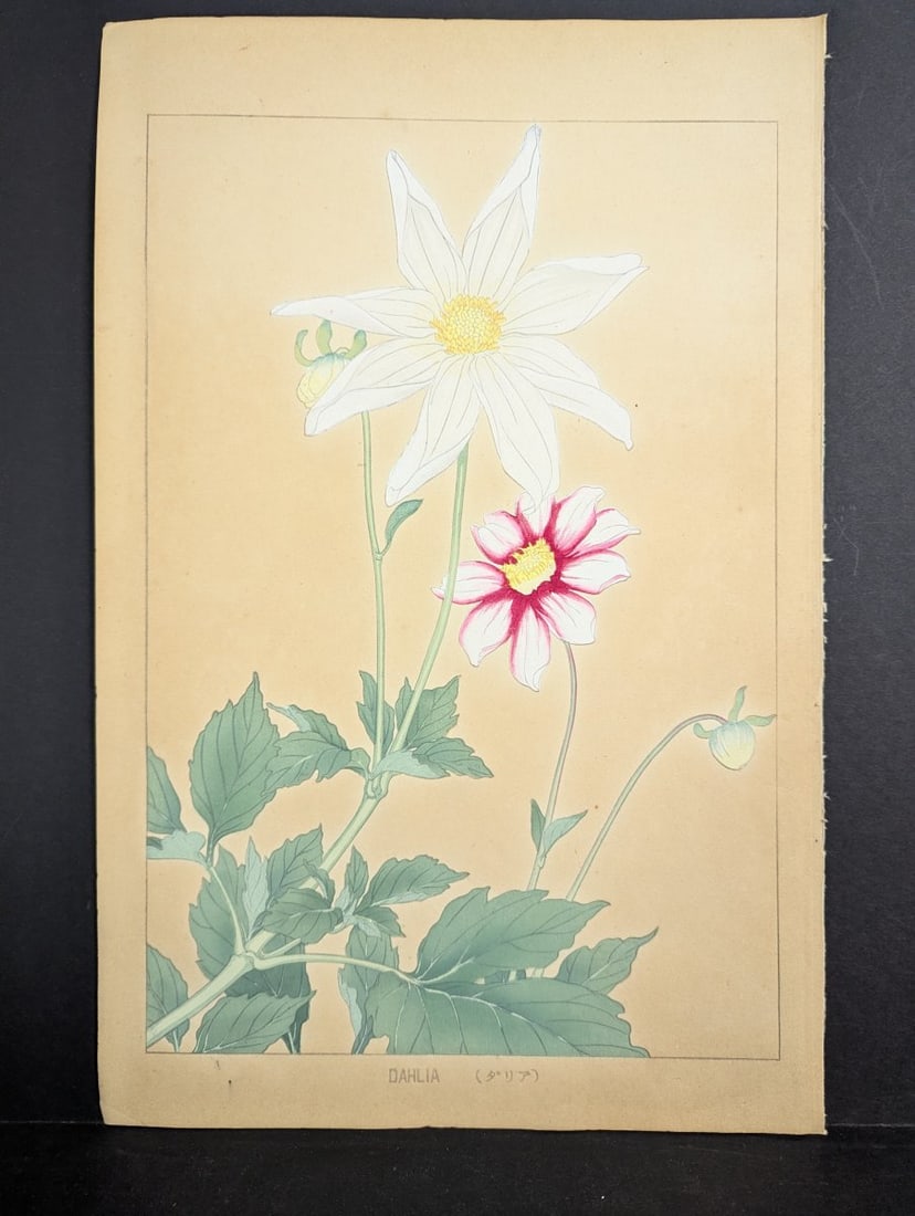 Rakuzan Tsuchiya Dahlia Japanese Woodblock Print: **Important** Please read below description on how to avoid high shipping costs. This exquisite Japanese Woodblock Print features a beautiful dahlia by the artist Rakuzan Tsuchiya, known for his maste