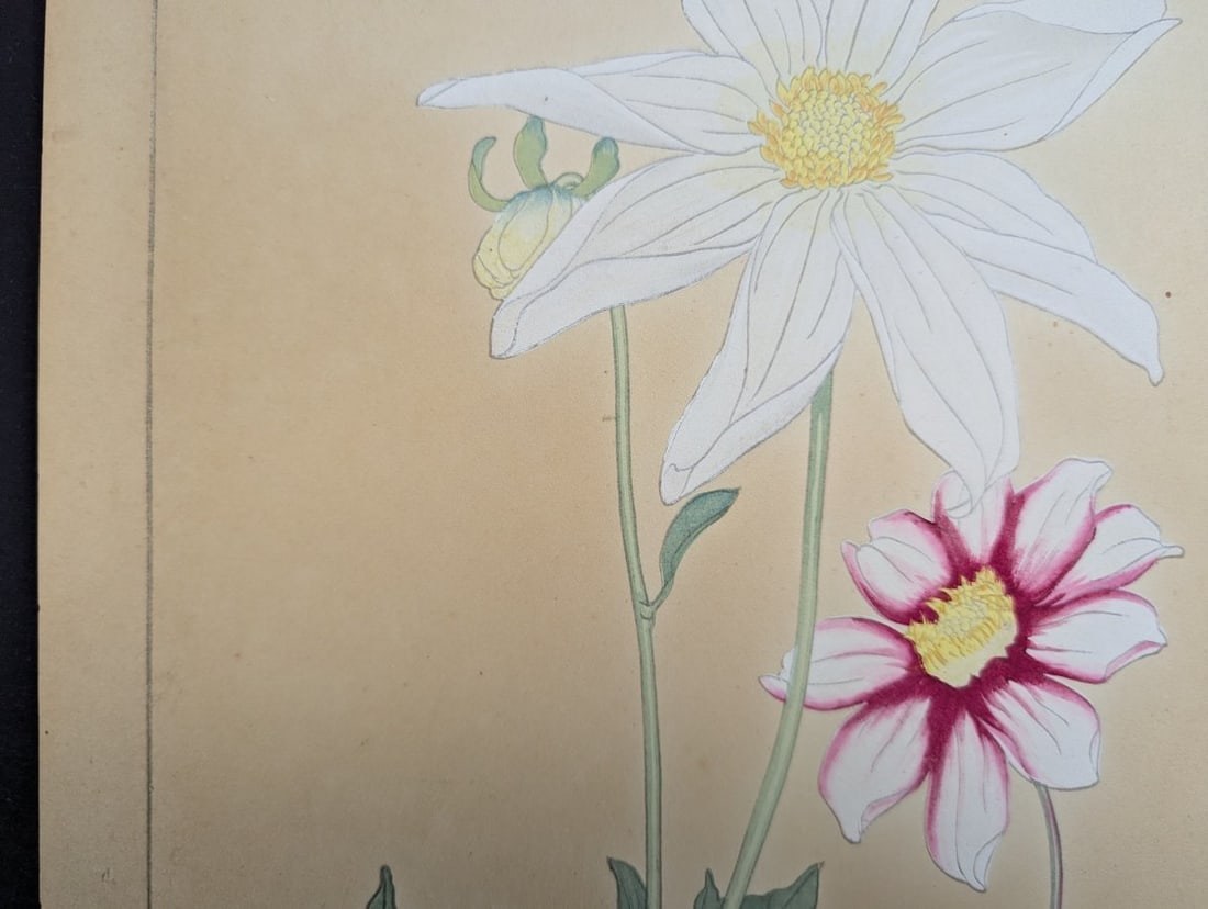 Rakuzan Tsuchiya Dahlia Japanese Woodblock Print - 3
