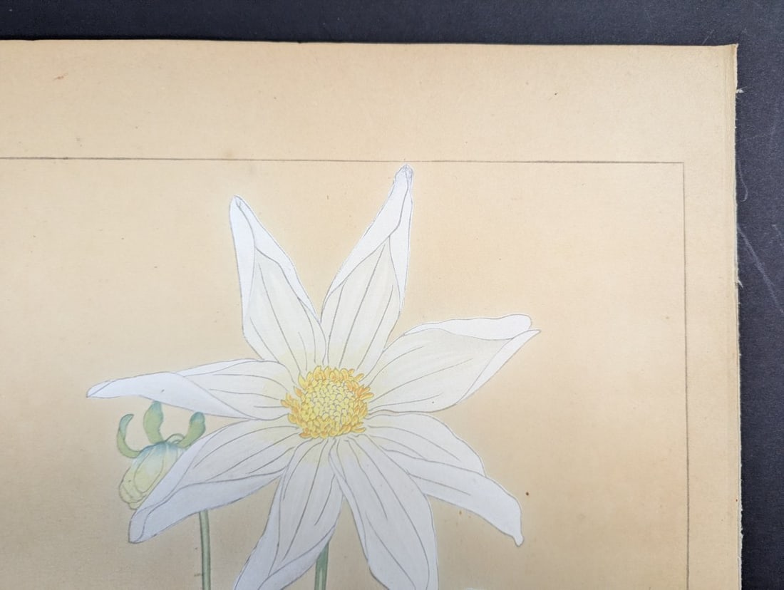 Rakuzan Tsuchiya Dahlia Japanese Woodblock Print - 4