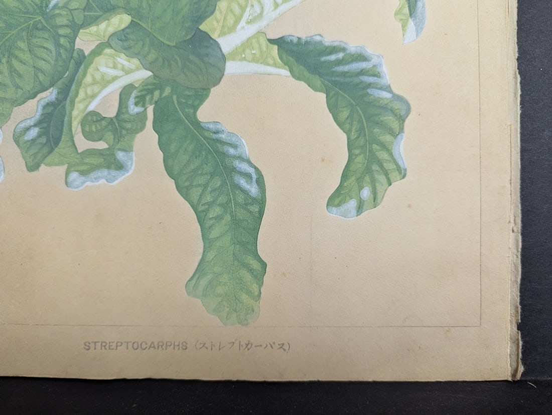 Rakuzan Tsuchiya Japanese Woodblock Print - Streptocarphs - 10