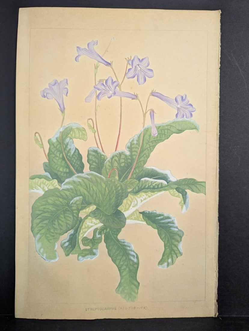 Rakuzan Tsuchiya Japanese Woodblock Print - Streptocarphs: **Important** Please read below description on how to avoid high shipping costs. Explore this exquisite Japanese Woodblock Print of 'Streptocarphs' by the renowned artist Rakuzan Tsuchiya. This