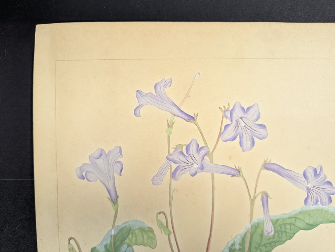 Rakuzan Tsuchiya Japanese Woodblock Print - Streptocarphs - 2