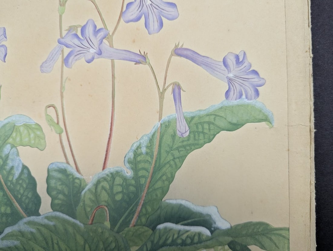 Rakuzan Tsuchiya Japanese Woodblock Print - Streptocarphs - 3